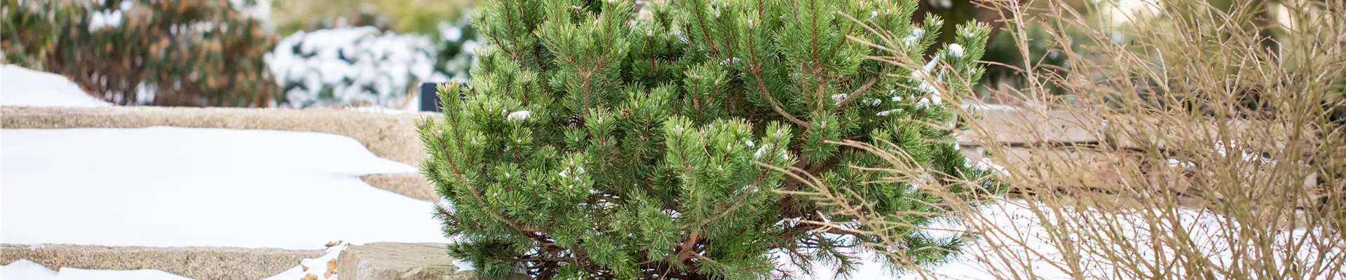 Winter - Kiefer im Schnee