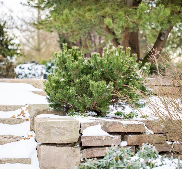 Gartenarbeit im Februar: Tipps für einen erfolgreichen Start 