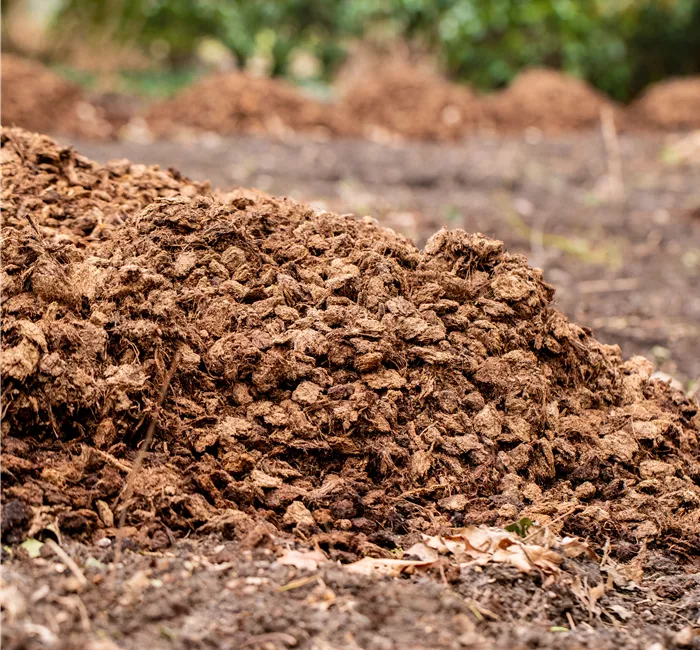 Mulchen leicht gemacht – mit unseren 10 Tipps