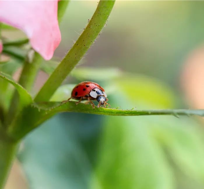 Nützlinge im Garten – Diese Kandidaten sollten gefördert werden