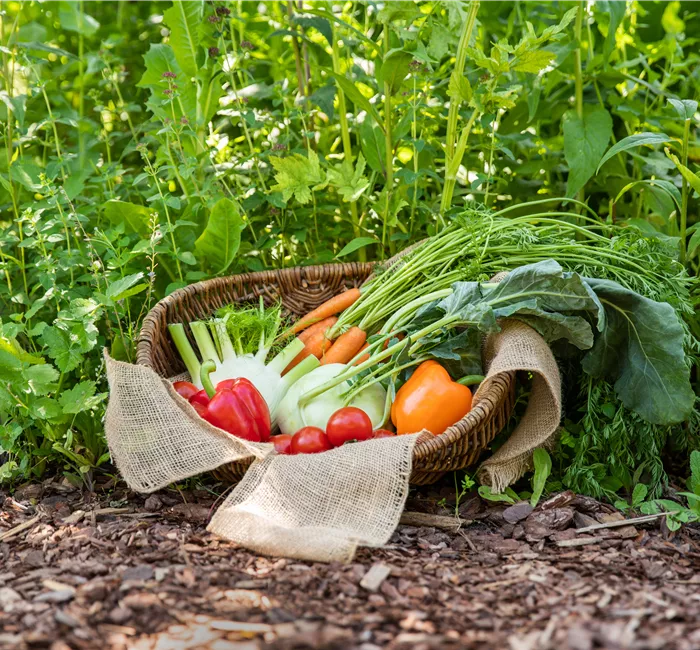 Ein Saisonkalender für Gemüse – Was ist wann verfügbar?