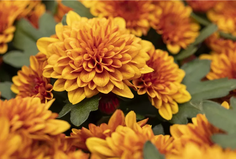 Chrysanthemum indicum 'Chrystal Bronze'
