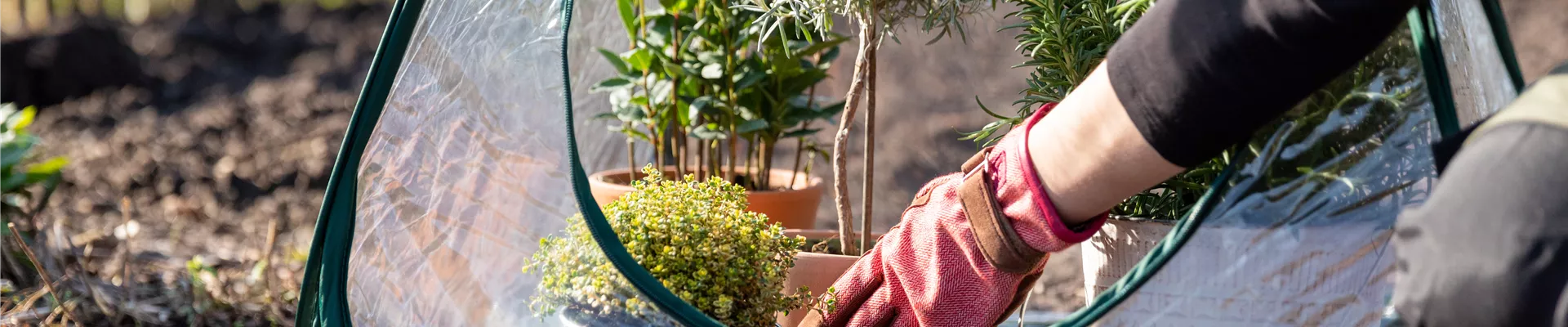 Überwinterung - Winterschutzzelt