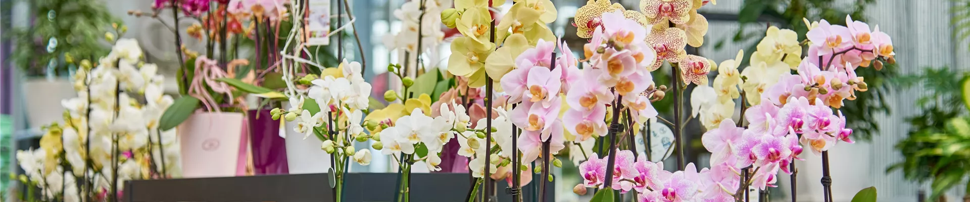 DSC_8133-032-21-FotoMayer