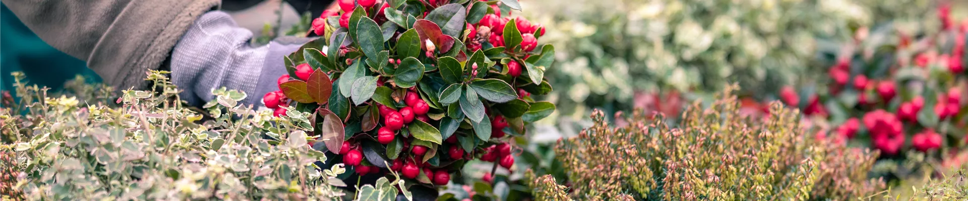 Grabgestaltung - Grab bepflanzen