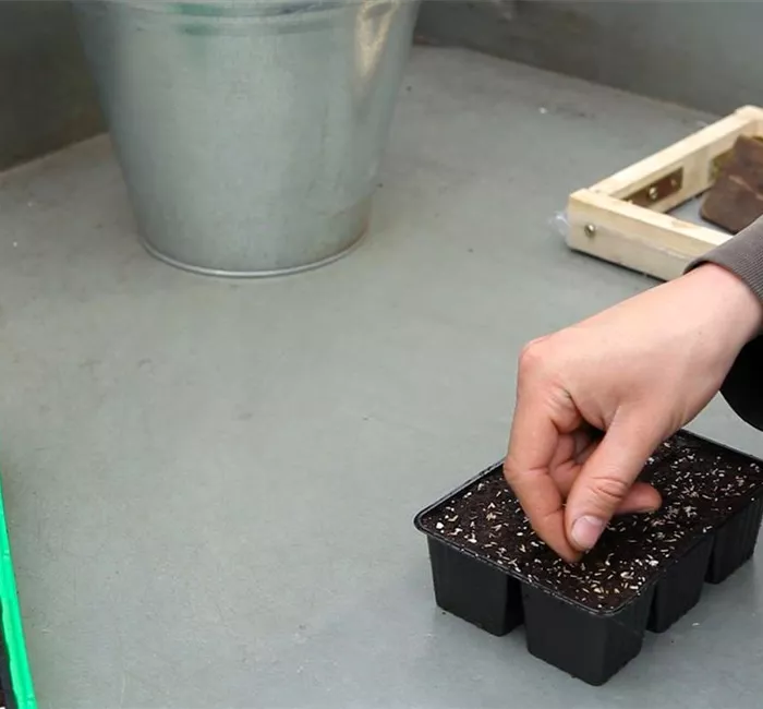 Zwergastern - Aussäen von Samen