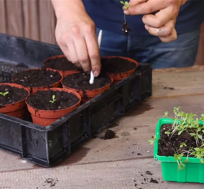 Zwergastern - Pikieren