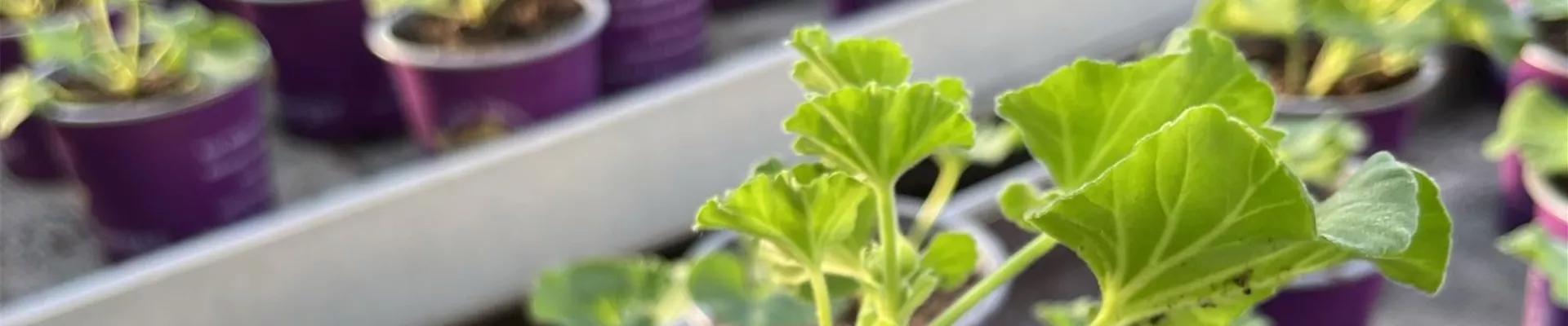 Gaertnerei_Guttenberger_0050-0-317-1536-864