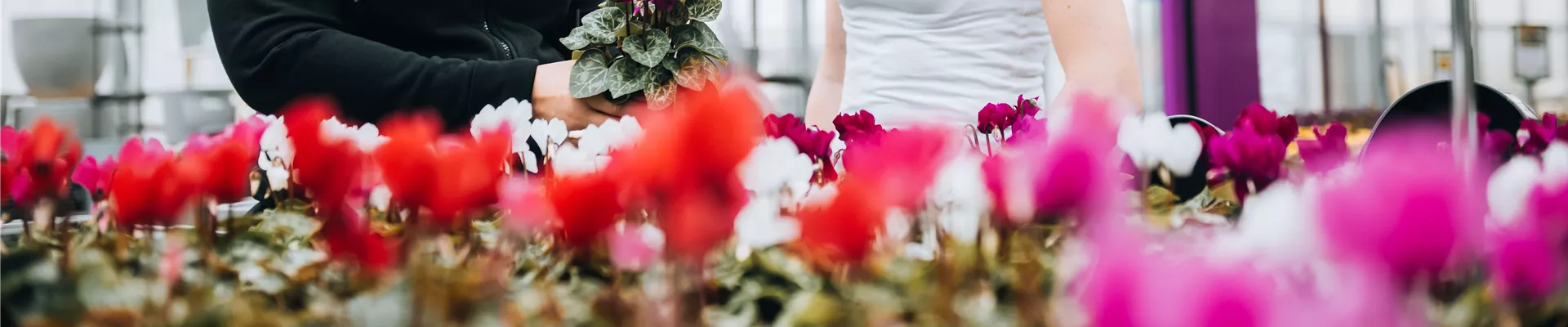 Gaertnerei_Guttenberger_0015-0-3131-8256-1769