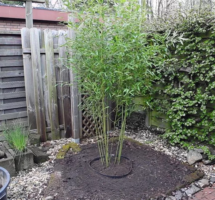 Bambus - Einpflanzen im Garten