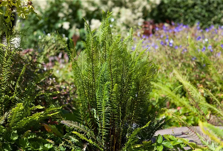 Blechnum spicant