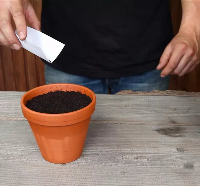 Oregano - Aussäen von Samen