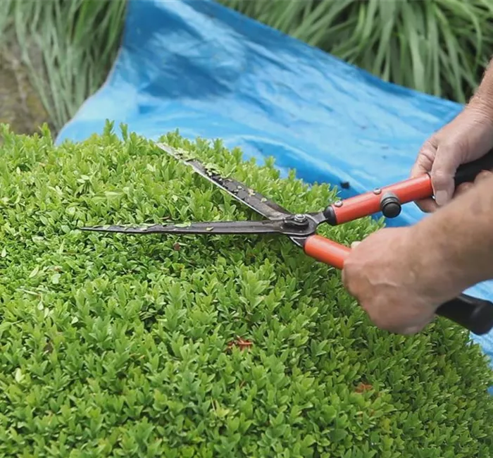 Buchsbaum - Zurückschneiden