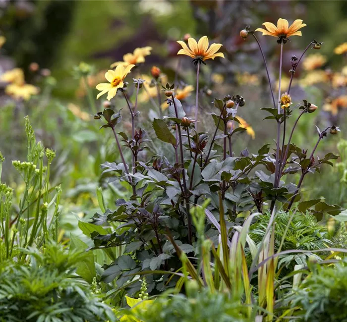 Der Boden im Blumenbeet: Vorbereitung und Pflege