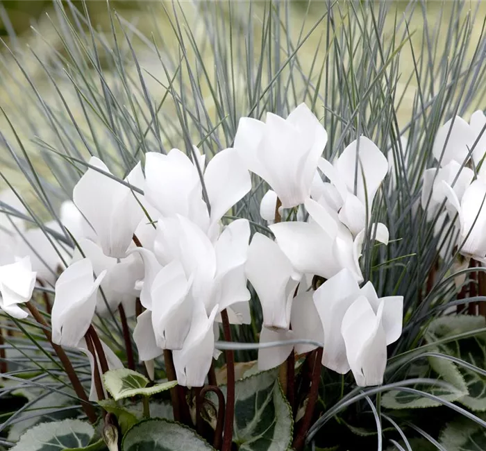 Alpenveilchen: Drinnen und draußen