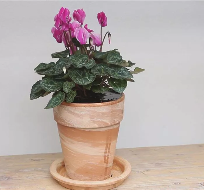 Alpenveilchen - Einpflanzen in ein Gefäß