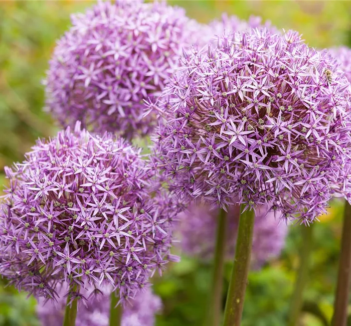 Allium – eleganter Zierlauch