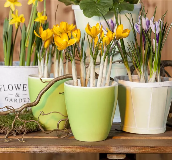 Frühling auf dem Balkon geht ohne bunte Blumen gar nicht