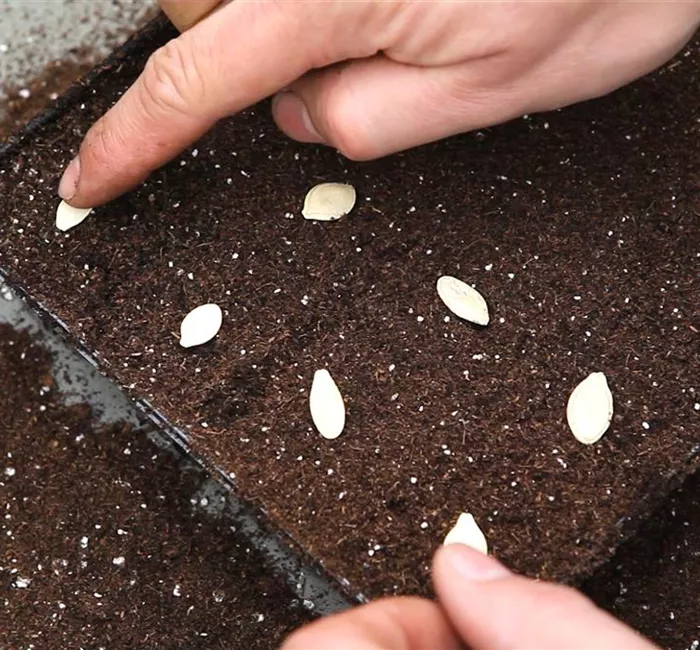 Kürbis - Aussäen von Samen