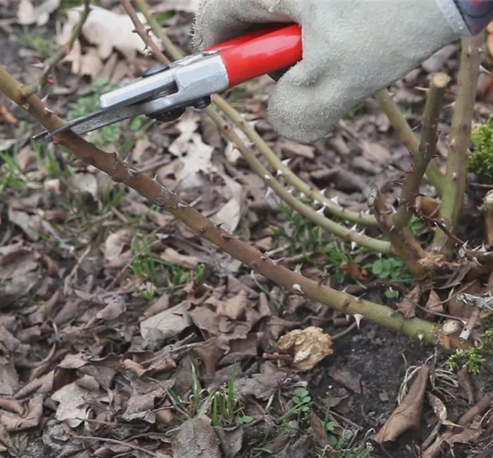 Beetrosen - Zurückschneiden im Frühling