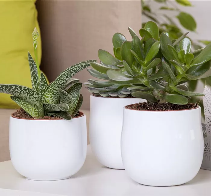 Aloe Vera - die Pflanze, die schön macht