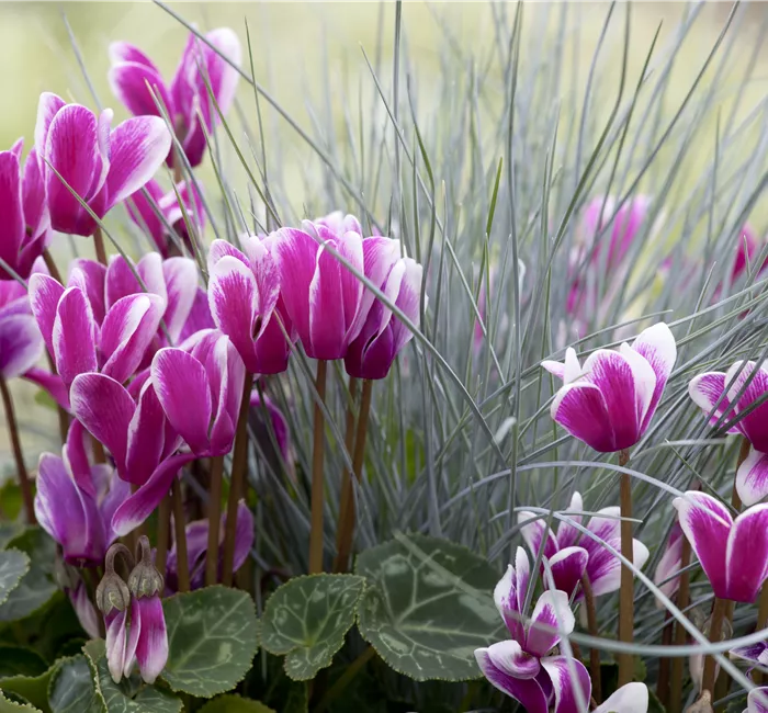 Alpenveilchen, zeitlose Klassiker 