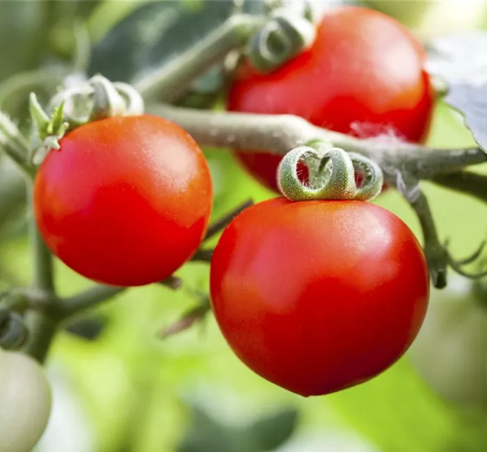 Alte Tomatensorten gibt es auch fürs Freiland