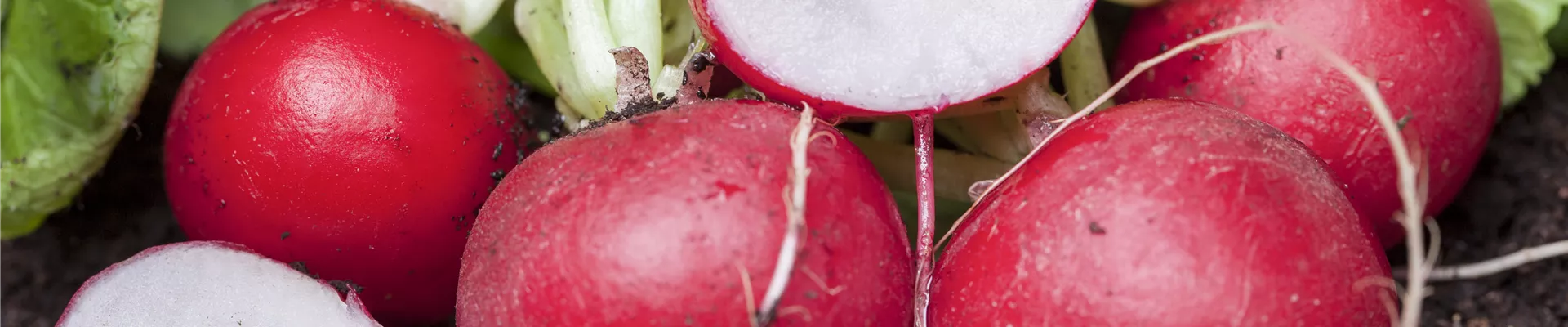 Raphanus sativus var. sativus