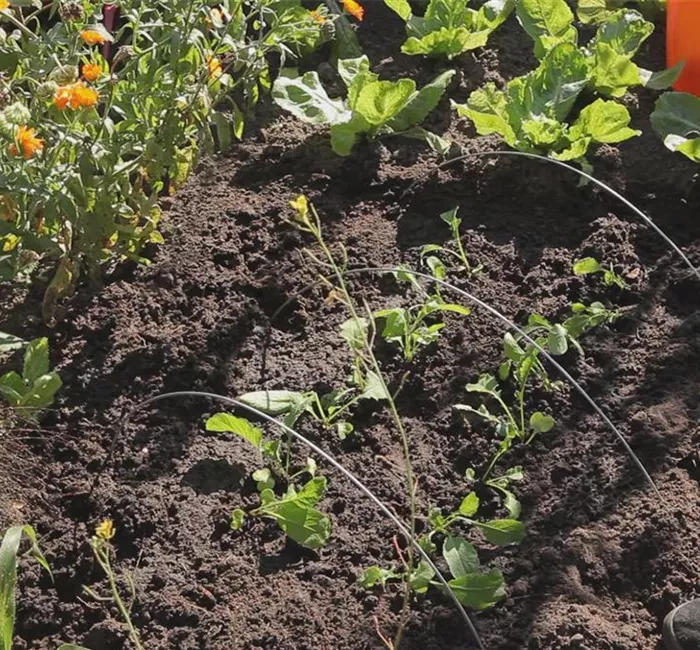 Radieschen - Aussaat und Aufzucht