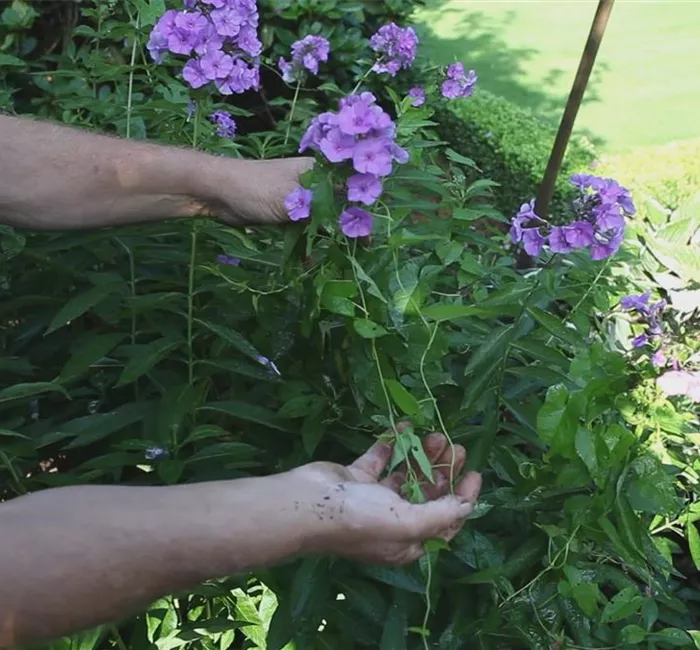 Phlox - Unkraut entfernen
