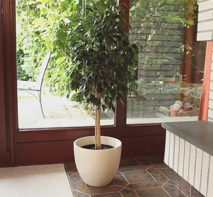 Birkenfeige - Einpflanzen in ein Gefäß