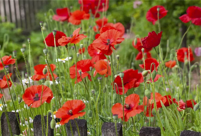 Papaver rhoeas