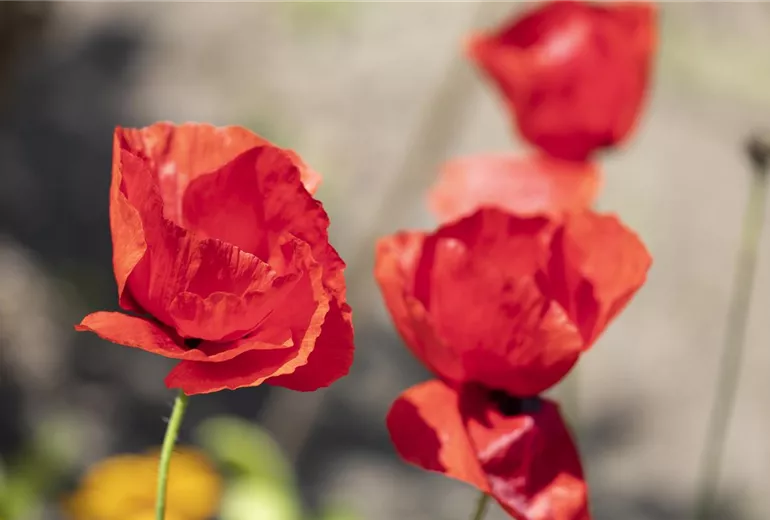 Papaver rhoeas