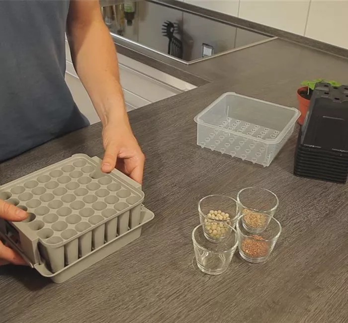 Tomaten - Aussäen von Samen