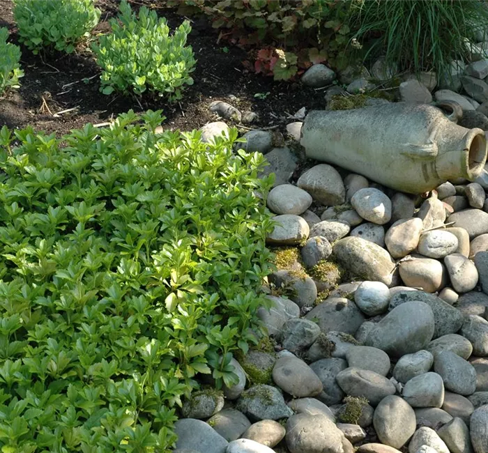 Auf dem Boden der Tatsachen – Bodendecker im Garten