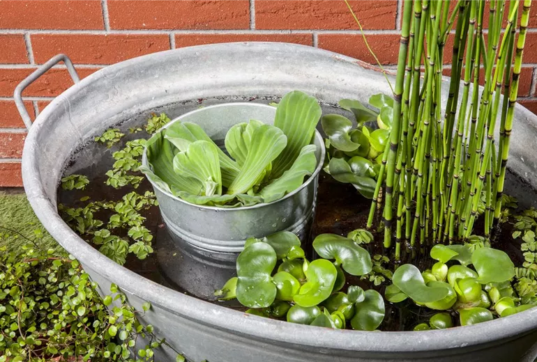 Pistia stratiotes