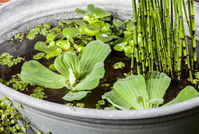 Pistia stratiotes