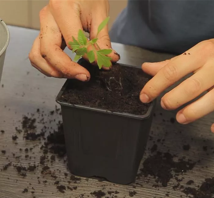 Tomaten - Umtopfen der Anzucht
