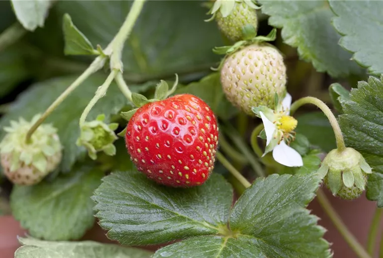 Fragaria x ananassa