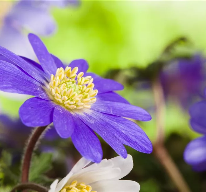 Anemonen im Topf bringen Farbenfreude auf den Balkon